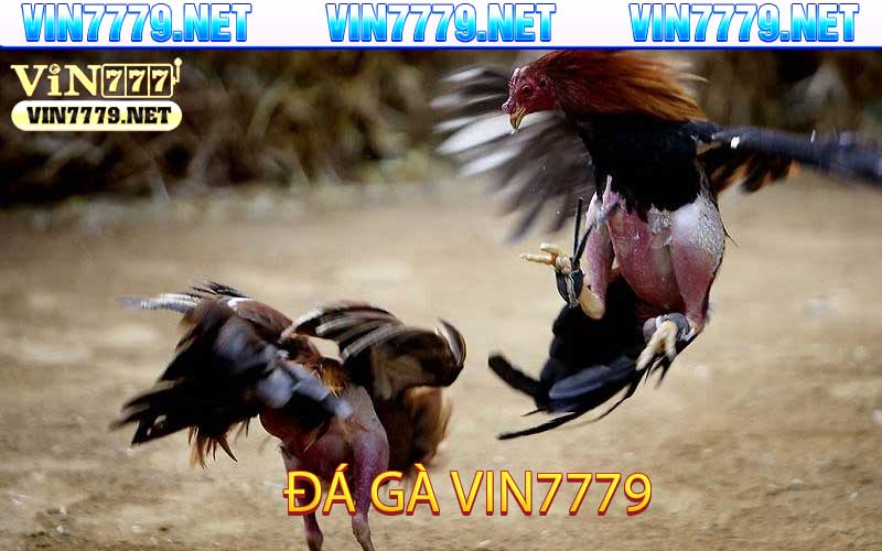 đá gà vin7779